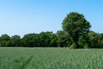 Ein Weizenfeld in Deutschland, Ostfriesland. Im Hintergrund typische Wallhecken aus Eichenbäumen.