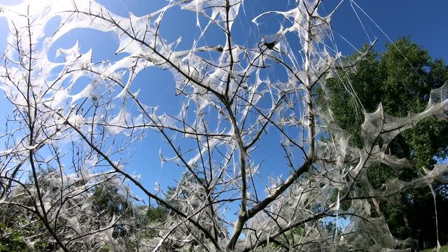 Traubenkirschen-Gespinstmotte, Yponomeuta evonymella, Traubenkirsche, kahlgefressener Strauch, Kahlfrass, Gespinst, Raupe, 4K