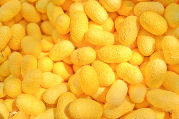 cocoon yellow details the nature of the cocoon shell.