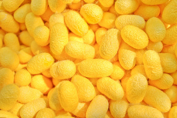 cocoon yellow details the nature of the cocoon shell.