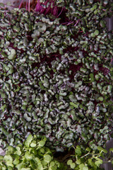 background of green and purple fresh leaves of sprouting beet