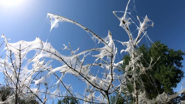 Traubenkirschen-Gespinstmotte, Yponomeuta evonymella, Traubenkirsche, kahlgefressener Strauch, Kahlfrass, Gespinst, Raupe, 4K