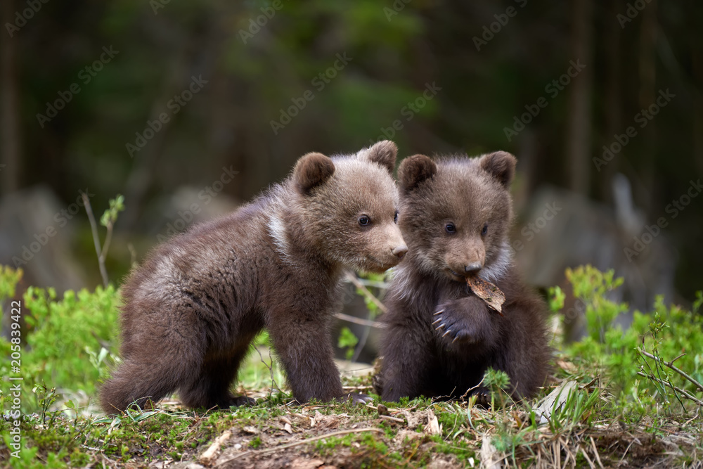 Wall mural wild brown bear cub closeup