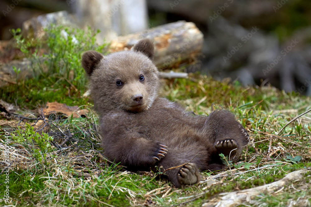 Poster Wild brown bear cub closeup