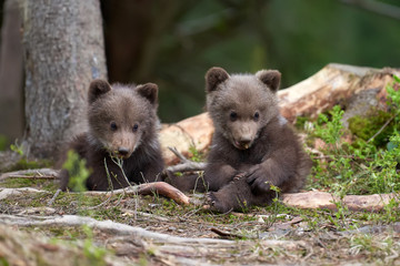 Fototapeta premium Wild brown bear cub closeup