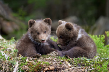 Fototapeta premium Wild brown bear cub closeup