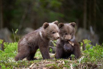 Fototapeta premium Dziki brązowy niedźwiedź zbliżenie