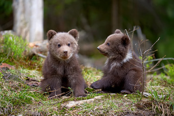 Fototapeta premium Wild brown bear cub closeup