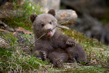 Fototapeta premium Wild brown bear cub closeup