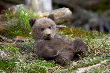 Obraz premium Wild brown bear cub closeup