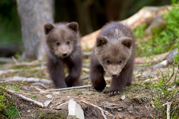 Wild brown bear cub closeup © byrdyak