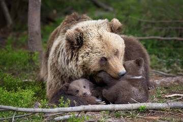 Obraz premium Brown bear with cub in forest