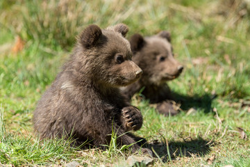 Wild brown bear cub closeup