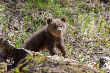 Fototapeta premium Wild brown bear cub closeup