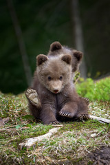 Wild brown bear cub closeup