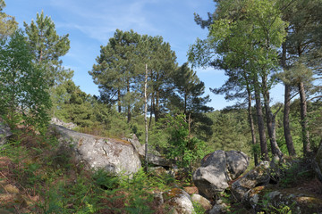 Fototapeta na wymiar Apremont rocks hiking trail number 6 in fontainebleau forest
