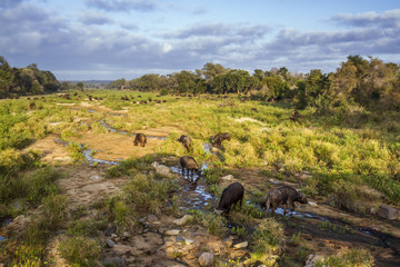 African buffalo in Kruger National park, South Africa