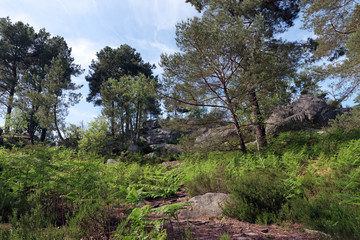 Apremont rocks hiking trail number 6 in fontainebleau forest
