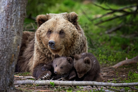 Brown bear with cub in forest