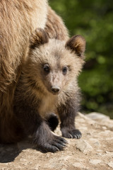 Wild brown bear cub closeup © byrdyak