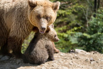 Naklejka na ściany i meble Brown bear with cub in forest
