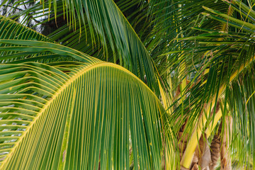 Obraz na płótnie Canvas Green palm leaf