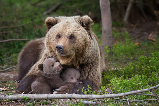 Brown bear with cub in forest