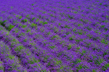 Naklejka premium Lavender fields at hokkaido in japan