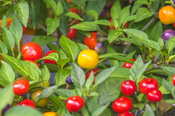 Colorful berries of nightshade, close-up