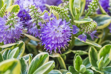 Beautiful purple flowers, close-up
