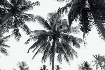 Fototapeta premium Coconut palm trees black and white