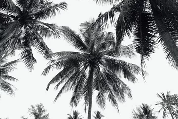 Photo sur Plexiglas Palmier Cocotiers noir et blanc