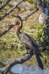 African Darter in Kruger National park, South Africa