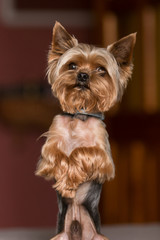 Yorkshire Terrier Dog