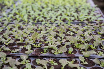 Fototapeta premium green seedling green salad growing from seed