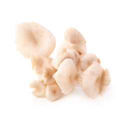 White Panus polychrous isolated on a white background