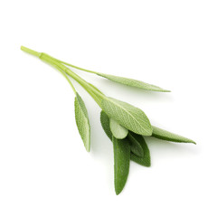 Obraz premium Sage plant isolated on a white background