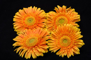 Obraz premium Subtle orange gerbera flowers on black background