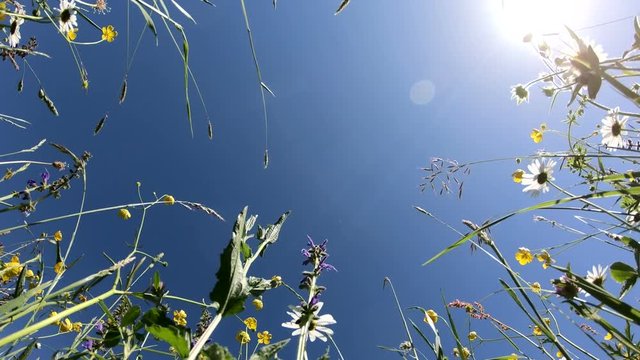 Blumenwiese von unten Richtung Himmel im Panorama, Schwenk, Naturerlebnis, Bayerrn, 4K