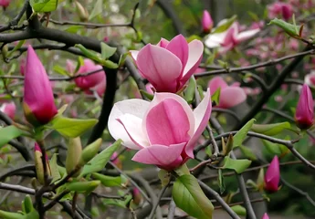 Crédence de cuisine en verre imprimé Magnolia magnolia soulangeana