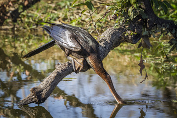 African Darter in Kruger National park, South Africa