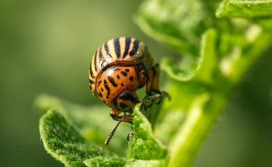 Colorado potato beetle on a green leaf of potato