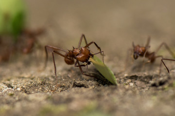 Worker leafcutter ant [Atta cephalotes] cutting a leaf of Arachis pintoi, an inedible peanut. Between her jaws she has a drop of liquid, the purpose of which is still under discussion among scientists