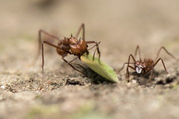 Worker leafcutter ant [Atta cephalotes] cutting a leaf of Arachis pintoi, an inedible peanut. Between her jaws she has a drop of liquid, the purpose of which is still under discussion among scientists