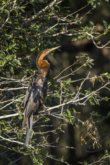African Darter in Kruger National park, South Africa