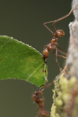 Worker leafcutter ant [Atta cephalotes] cutting a leaf of Arachis pintoi, an inedible peanut. Between her jaws she has a drop of liquid, the purpose of which is still under discussion among scientists