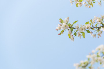 Beautiful cherry blossom sakura in blue sky background