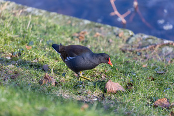 Bird