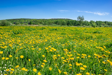 Yellow dandelion field and blue sky