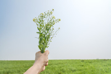 Beautiful cherry blossom sakura in blue sky background
